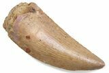 Serrated Raptor Tooth - Real Dinosaur Tooth #376404-1
